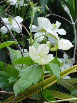 Clematis 'Miss Christine' May 2008