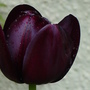 Tulip 'Queen of the night' (Tulipa)