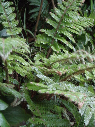 Ferns growing in the woodland garden. May 2008