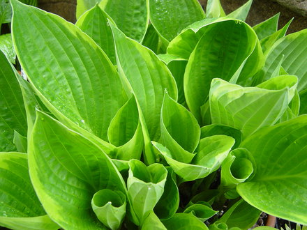 Hostas in the Woodland garden. May 2008.