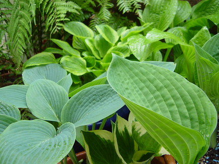 Hostas in the woodland garden May 2008.
