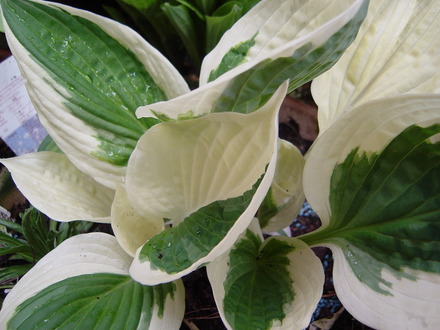 Hostas in the woodland garden. May 2008.