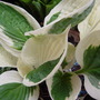 Hostas in the woodland garden. May 2008.