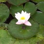 Water lily