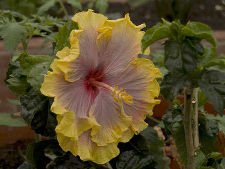 Hibiscus at Winsford