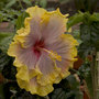 Hibiscus at Winsford