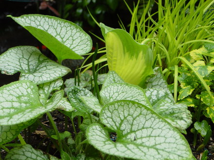 Planting near the wildlife pond .May 2008.