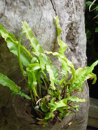 Harts tongue fern growing from one of the tree stumps in the stumpery. May 2008. (Asplenium scolopendrium (Hart's tongue fern))