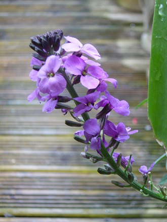 Perennial wallflower.May 2008.