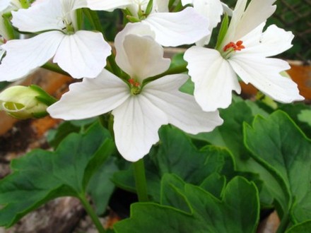 Geranium Fireworks
