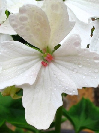 Geranium