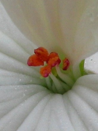 Close up of White Geranium