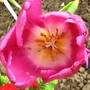 Tulip