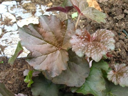 Heuchera Palace Purple