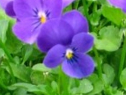 Viola