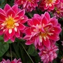 at Wisley