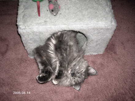 one of my cats 