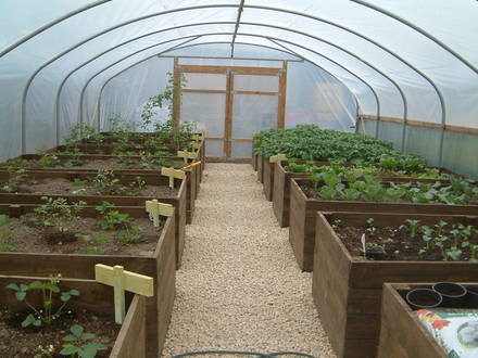 polytunnel growing nicely