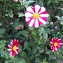 at Wisley
