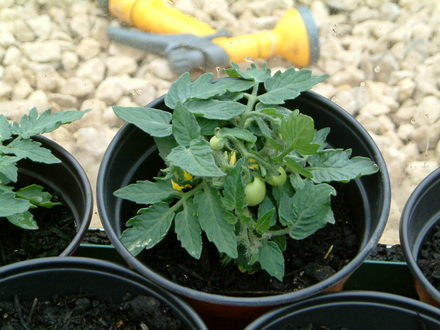 my first tomatoes on my mini toms plant