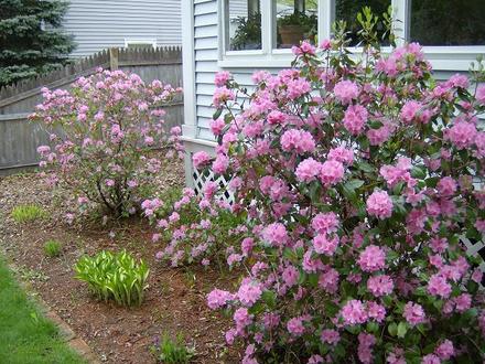Rhododendron - Olga Mezitt