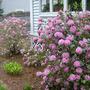 Rhododendron - Olga Mezitt