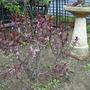 Beach Plum - In flower