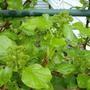 Climbing Hydrangea - in bud