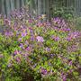 Azalea Evergreen - Girad's Fuchsia