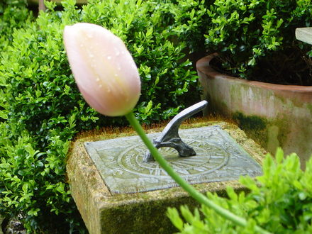 Tulip and sundial 