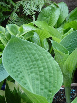 Hosta 'Big daddy' May 2008.