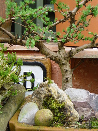 The Bonsai