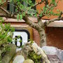 Garden__views_may_4th_2008_050