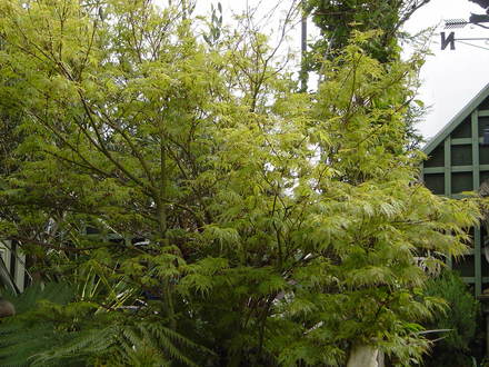Acer palmatum 'Seiryu' May 2008 (Acer palmatum (Japanese maple))