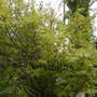 Garden_april_24th_2008_010