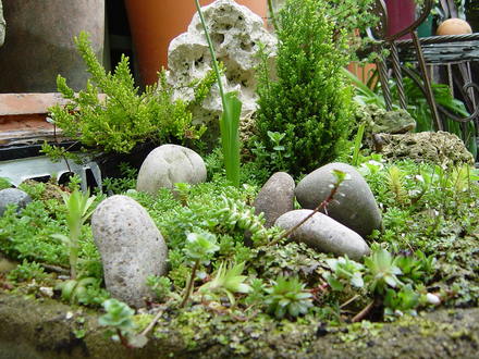 View of part of the gravel garden. May 2008.