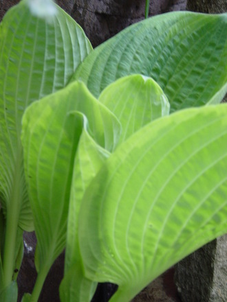 Hosta 'Gold standard' .May 2008.