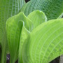 Hosta 'Gold standard' .May 2008.