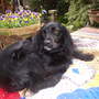  BEAU is my trusted little garden helper-  here she is having a well earned rest.
