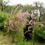 Tamarisk shrubs. (Tamarix tetranda)