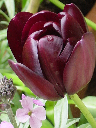 A favourite tulip- 'Queen of the night' (Tulipa)