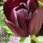 A favourite tulip- 'Queen of the night' (Tulipa)