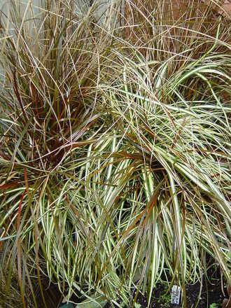  A collection of exotic grasses