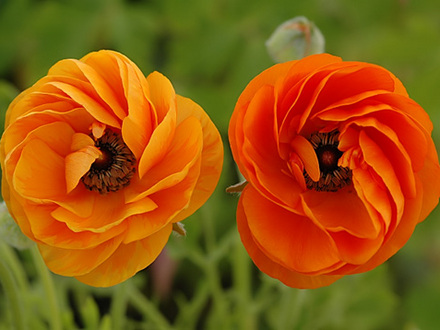 orange flowers
