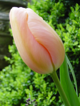 Tulip' Menton' May 2008. 