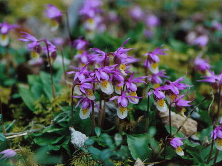 calypso orchid
