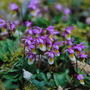 calypso orchid