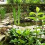 Pond