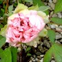 Close up of pink peony just opening. (Paeonia suffruticosa (Moutan))