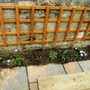Trellis with Black Grape.